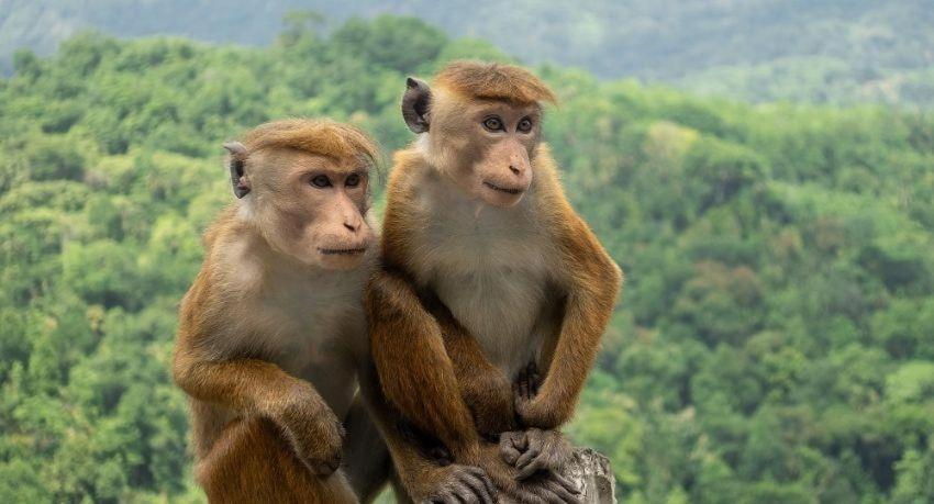 Wild Park Safari Home Stay Udawalawe Zewnętrze zdjęcie
