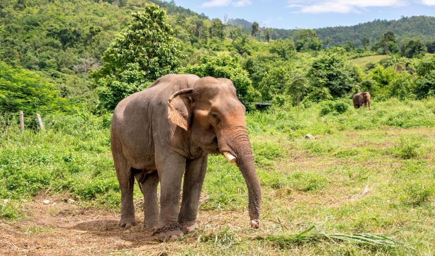 Wild Park Safari Home Stay Udawalawe Zewnętrze zdjęcie