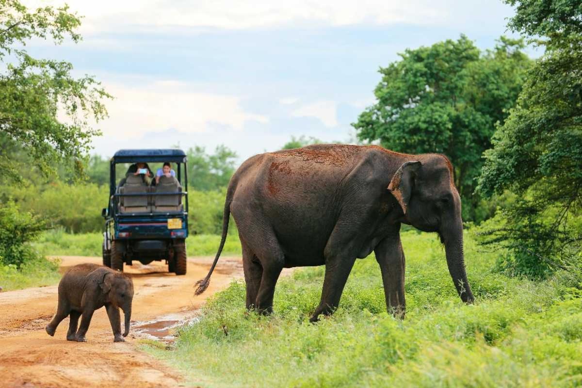 Wild Park Safari Home Stay Udawalawe Zewnętrze zdjęcie