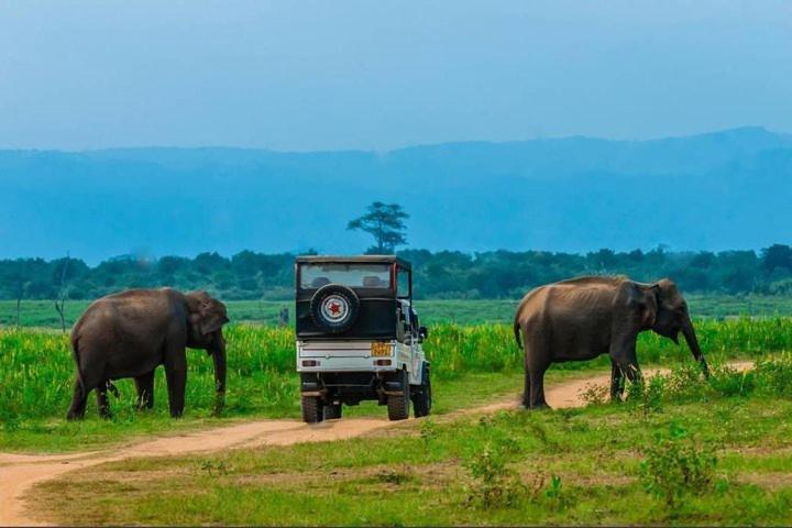 Wild Park Safari Home Stay Udawalawe Zewnętrze zdjęcie
