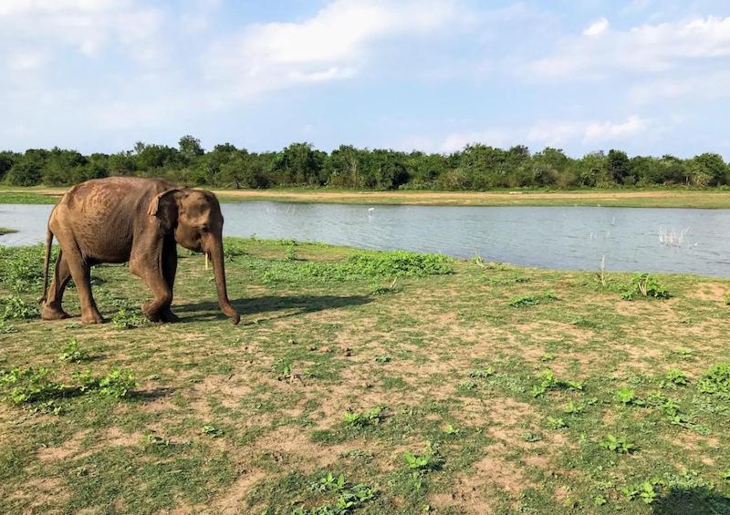 Wild Park Safari Home Stay Udawalawe Zewnętrze zdjęcie