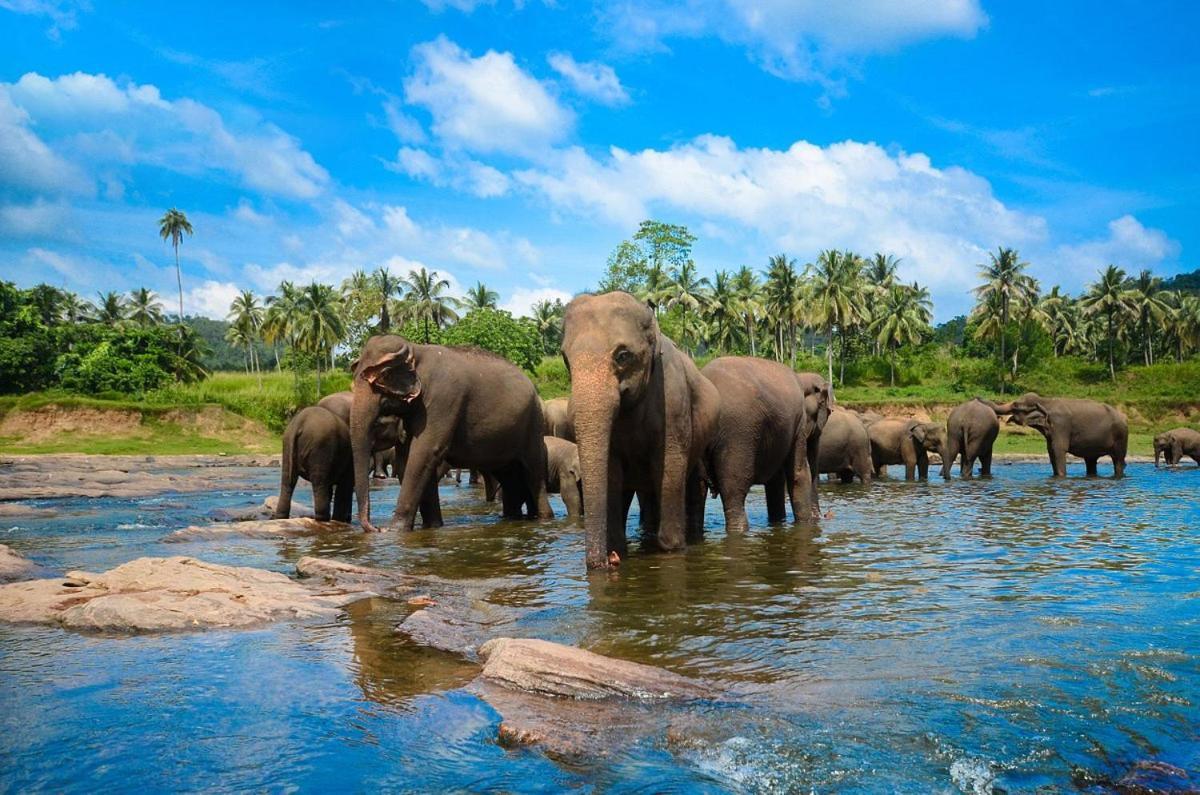 Wild Park Safari Home Stay Udawalawe Zewnętrze zdjęcie